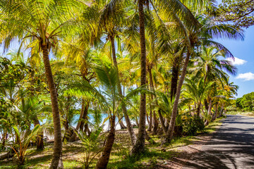 Isle of pines New Caledonia , Tropical Islands 