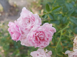 Obraz premium beautiful flowers with pink petals