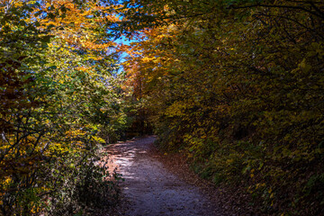 autumn in the forest