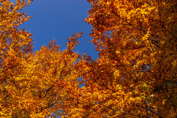 autumn trees in the forest