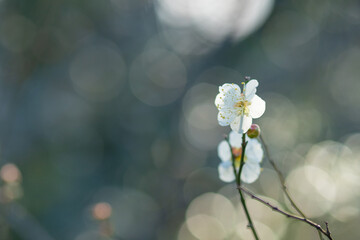 東京の梅の名所　梅まつりのうめの花