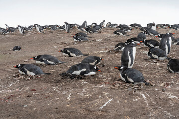 Fototapeta premium Gentoo Penguin (Pygoscelis papua) colony.