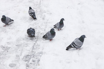 Group of pigeons on a snow path in winter.