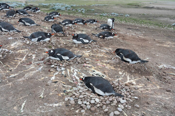 Obraz premium Gentoo Penguin (Pygoscelis papua) colony.