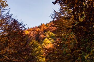 autumn trees in the forest