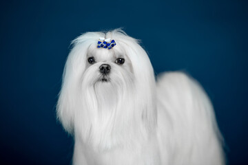 Beautiful doggy breed Maltese on a blue background