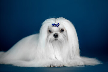 Beautiful doggy breed Maltese on a blue background