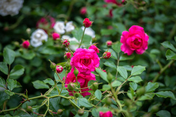Nice big red rose with bokeh nature flora gardening macro