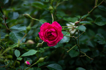 Nice big red rose with bokeh nature flora gardening macro