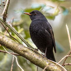 Common blackbird perched on branch with blurred background
