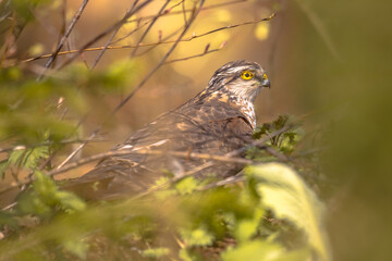Eurasian sparrowhawk hidden in bushes looking for prey