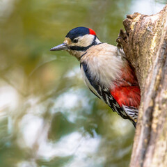 Great spotted woodpecker in portrait