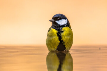 Obraz premium Great tit garden bird perched in bath