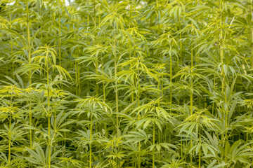 Field of Hemp agricultural industry