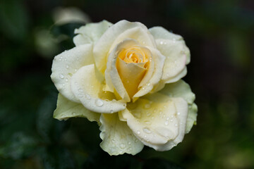A selective focus shot of a white Rose with dewdrops on it