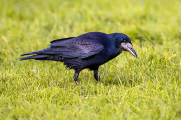 Portrait of Eurasian rook