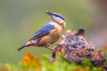 Nuthatch perched on tree trunk in forest