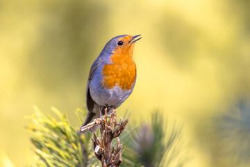 Red Robin bird in ecological garden