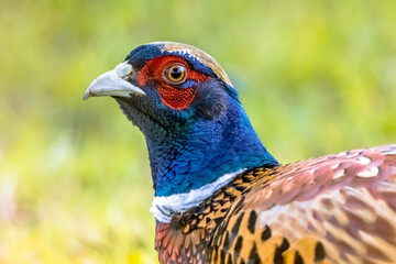 Portrait of young male Common pheasant