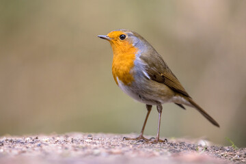 Fototapeta premium Red Robin bird in ecological garden