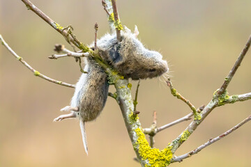 Vole mouse impaled by Great Grey Shrike