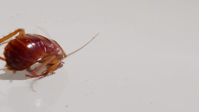 Close up cockroach isolated on white background.Cockroaches are dying White background cockroach and white cockroach supination.