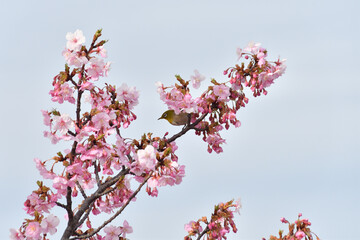Obraz premium 桜の花 めじろ 野鳥