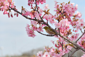 桜の花　めじろ　野鳥