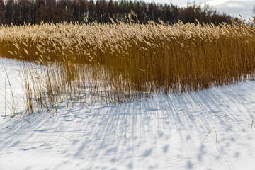 yellow reeds grow on the lake in the winter