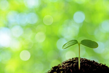 双葉　木漏れ日