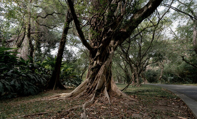 Fototapeta premium The trees in the botanical garden