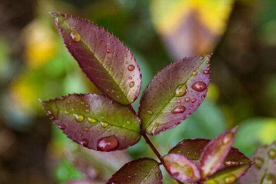 Close-up of green rose leaves with raindrops