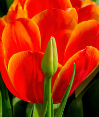 Fototapeta premium Orange tulips close-up in the garden. Beautiful spring flower 