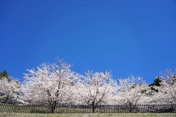 Sakura tree blooming in Spring of Japan.