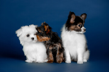 Little beautiful puppies on a blue background