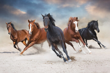 Fototapety  Konie biegną swobodnie po pustynnej burzy przed zachodem słońca?
