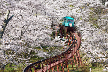 Monorail electric train Under Sakura blooming in the Spring at Funaoka Castle Ruin Park, Miyagi Prefecture, Japan.