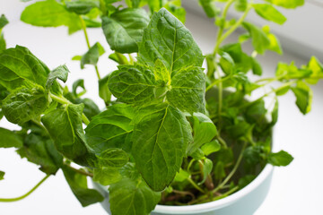 Planting greens in a pot from the store in the pot. Melissa officinalis. Useful and tasty mint plants on the windowsill, healthy nutrition.