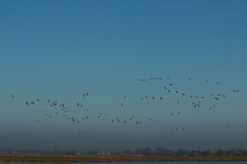 Two flying wild geese against the clear blue grey sky