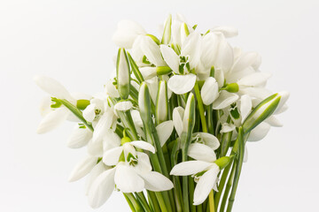 Snowdrop on white background. White springs flower in close-up with copy space.