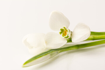 Fototapeta na wymiar Snowdrop on white background. White springs flower in close-up with copy space.