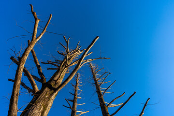 早朝の青空に映える切断された樹木のシルエット