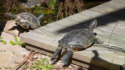 Couple of red-eared slider turtles sunbathing and stretching their legs out