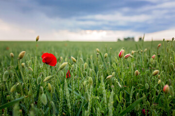 Poppy field before a storm with cloudy day, dramatic sky