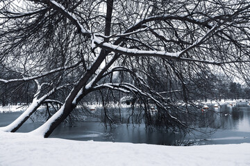 Winter landscape with slant trees and lake; nature background.