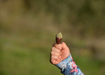 An acorn in my hand