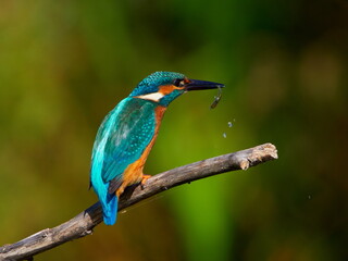 The common kingfisher (Alcedo atthis) also known as the Eurasian kingfisher in natural habitat