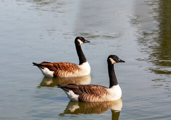 Bernaches du Canada, Branta canadensis, sur l'étang