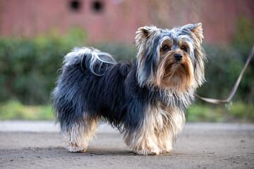 Yorkshire Terrier