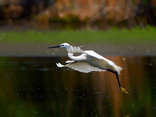 the little egret fishing in natural habitat (egretta garzetta)